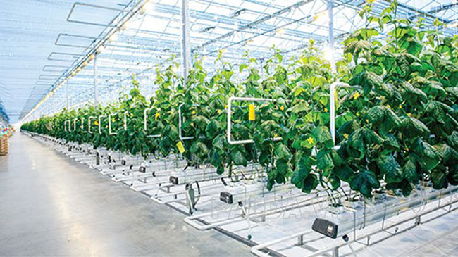 Nông nghiệp công nghệ cao Nông nghiệp công nghệ cao